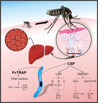 Frontiers | What Is Known About The Immune Response Induced By ...